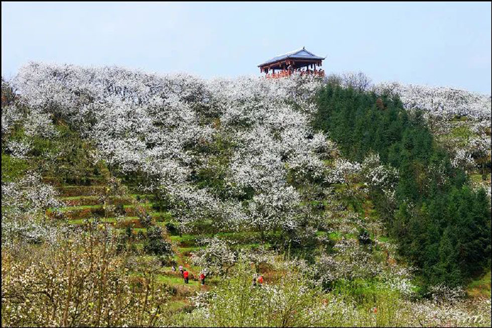 【春天，广西桂林灌阳县向您发出邀请！】我们在灌阳看梨花 - 游山玩水 - 哈尔滨生活社区 - 哈尔滨28生活网 hrb.28life.net
