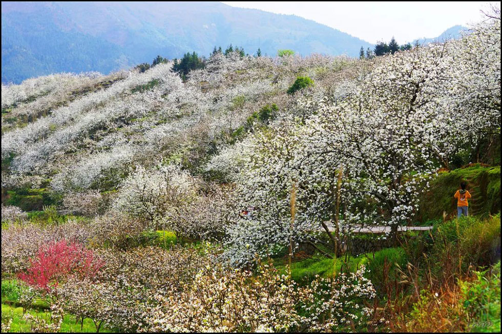 【春天，广西桂林灌阳县向您发出邀请！】我们在灌阳看梨花 - 游山玩水 - 哈尔滨生活社区 - 哈尔滨28生活网 hrb.28life.net