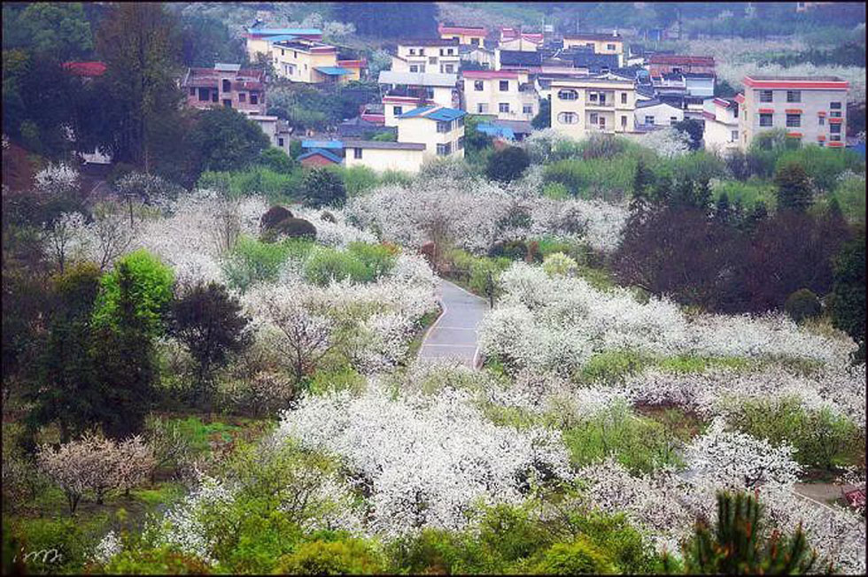 【春天，广西桂林灌阳县向您发出邀请！】我们在灌阳看梨花 - 游山玩水 - 哈尔滨生活社区 - 哈尔滨28生活网 hrb.28life.net