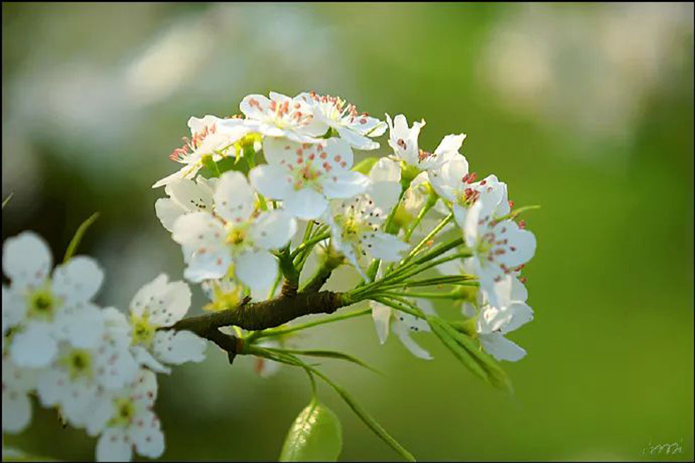 【春天，广西桂林灌阳县向您发出邀请！】我们在灌阳看梨花 - 游山玩水 - 哈尔滨生活社区 - 哈尔滨28生活网 hrb.28life.net