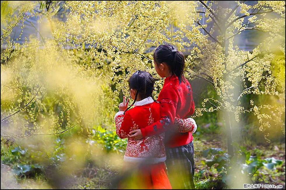 【春天，广西桂林灌阳县向您发出邀请！】米珠山前有片山苍子花在飘香 - 游山玩水 - 哈尔滨生活社区 - 哈尔滨28生活网 hrb.28life.net