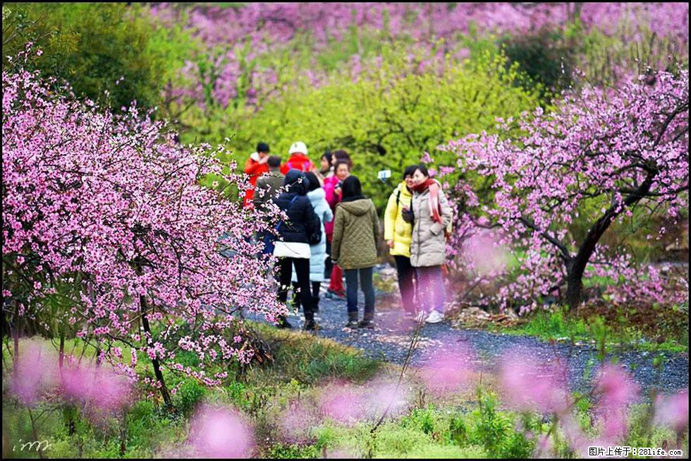 【春天，广西桂林灌阳县向您发出邀请！】官庄村有个醉美的桃花园 - 游山玩水 - 哈尔滨生活社区 - 哈尔滨28生活网 hrb.28life.net