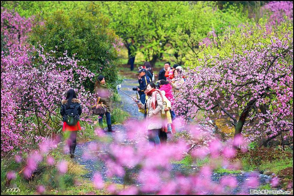 【春天，广西桂林灌阳县向您发出邀请！】官庄村有个醉美的桃花园 - 游山玩水 - 哈尔滨生活社区 - 哈尔滨28生活网 hrb.28life.net