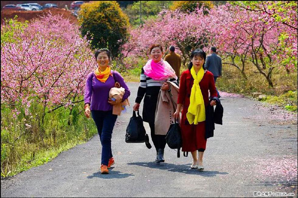 【春天，广西桂林灌阳县向您发出邀请！】官庄村有个醉美的桃花园 - 游山玩水 - 哈尔滨生活社区 - 哈尔滨28生活网 hrb.28life.net