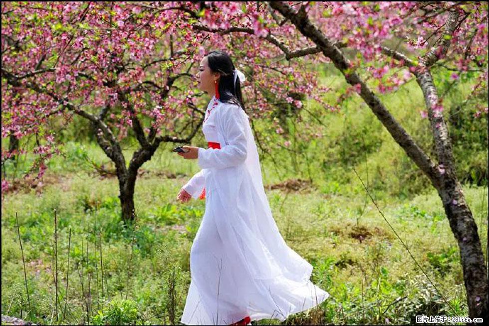 【春天，广西桂林灌阳县向您发出邀请！】官庄村有个醉美的桃花园 - 游山玩水 - 哈尔滨生活社区 - 哈尔滨28生活网 hrb.28life.net