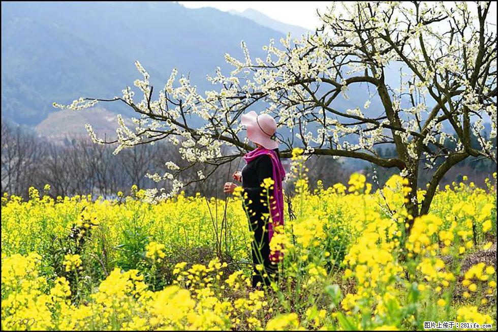 【春天，广西桂林灌阳县向您发出邀请！】长坪村油菜盛情花开 - 游山玩水 - 哈尔滨生活社区 - 哈尔滨28生活网 hrb.28life.net