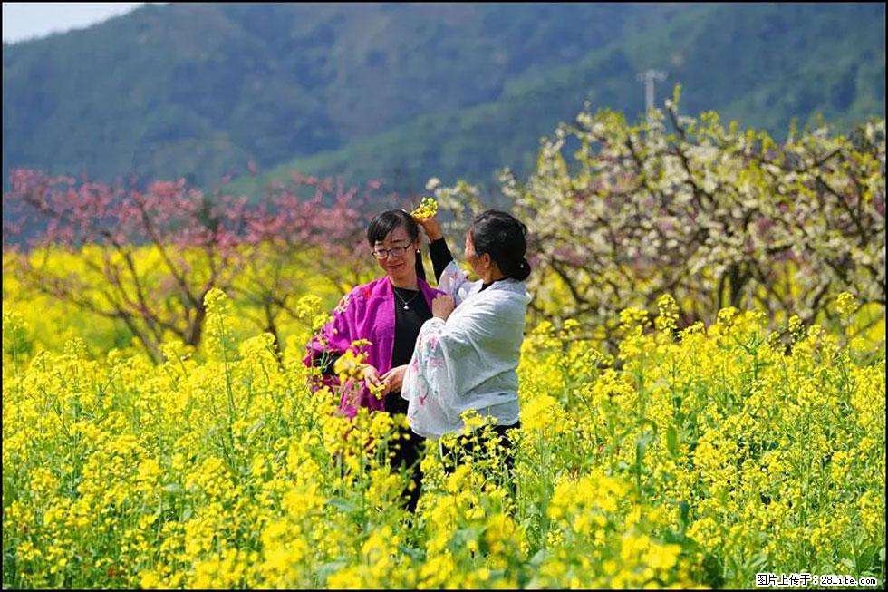 【春天，广西桂林灌阳县向您发出邀请！】长坪村油菜盛情花开 - 游山玩水 - 哈尔滨生活社区 - 哈尔滨28生活网 hrb.28life.net
