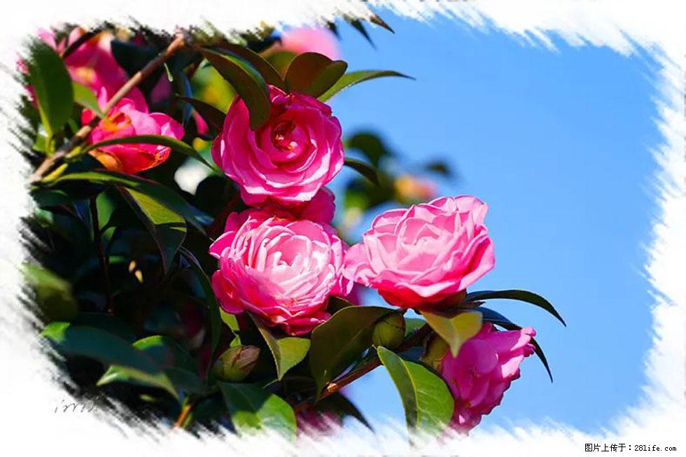 【春天，广西桂林灌阳县向您发出邀请！】杨柳井茶花惹人爱 - 游山玩水 - 哈尔滨生活社区 - 哈尔滨28生活网 hrb.28life.net