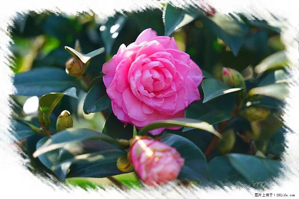 【春天，广西桂林灌阳县向您发出邀请！】杨柳井茶花惹人爱 - 游山玩水 - 哈尔滨生活社区 - 哈尔滨28生活网 hrb.28life.net