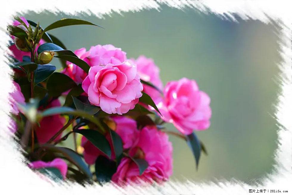 【春天，广西桂林灌阳县向您发出邀请！】杨柳井茶花惹人爱 - 游山玩水 - 哈尔滨生活社区 - 哈尔滨28生活网 hrb.28life.net