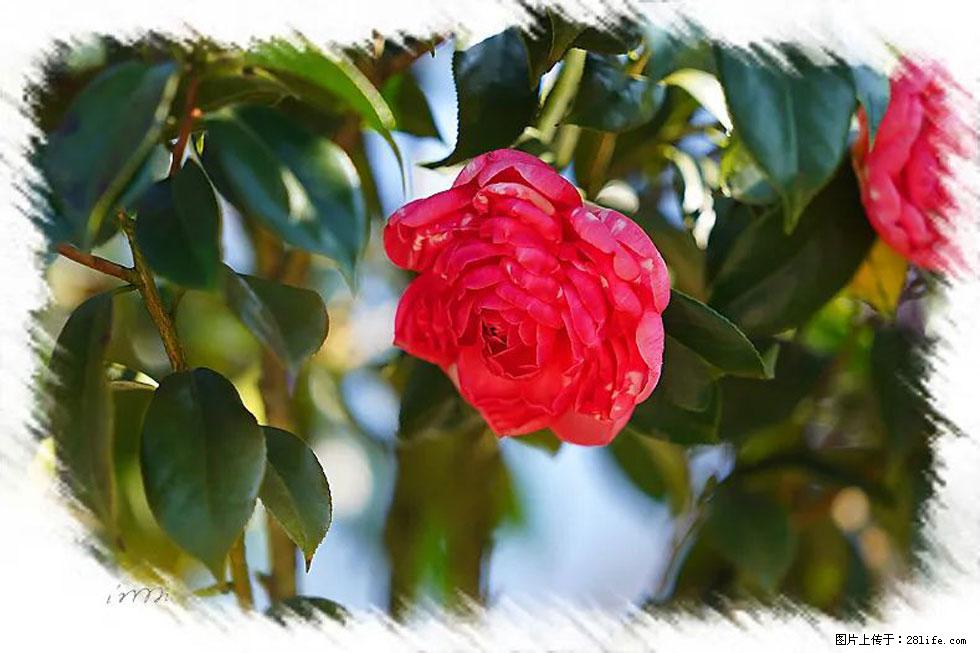 【春天，广西桂林灌阳县向您发出邀请！】杨柳井茶花惹人爱 - 游山玩水 - 哈尔滨生活社区 - 哈尔滨28生活网 hrb.28life.net