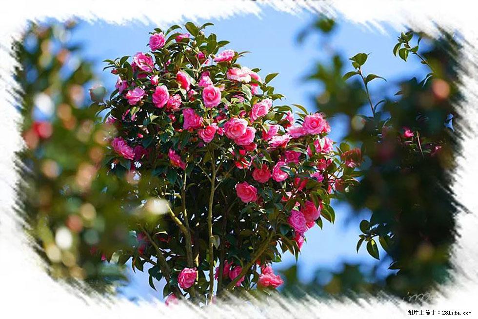 【春天，广西桂林灌阳县向您发出邀请！】杨柳井茶花惹人爱 - 游山玩水 - 哈尔滨生活社区 - 哈尔滨28生活网 hrb.28life.net