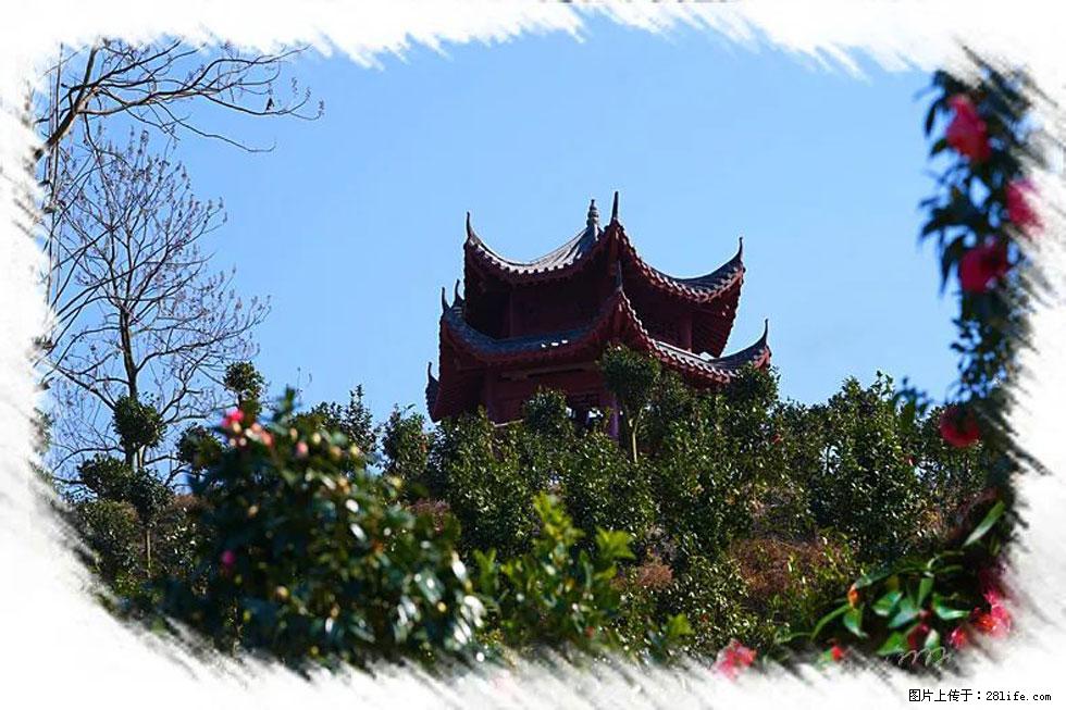 【春天，广西桂林灌阳县向您发出邀请！】杨柳井茶花惹人爱 - 游山玩水 - 哈尔滨生活社区 - 哈尔滨28生活网 hrb.28life.net