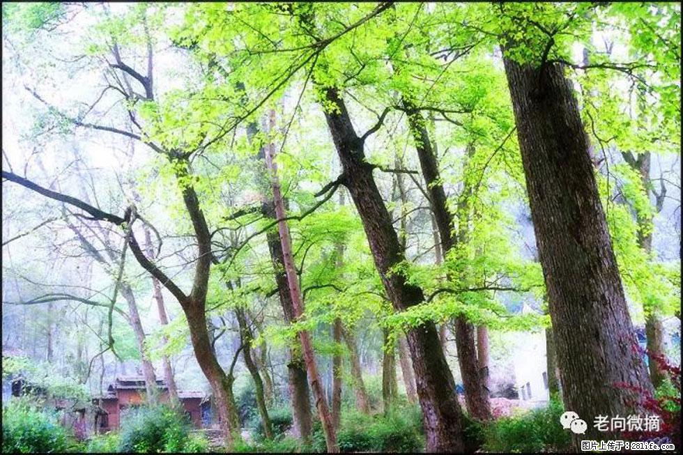 【春天，广西桂林灌阳县向您发出邀请！】在小龙村与春天约会 - 游山玩水 - 哈尔滨生活社区 - 哈尔滨28生活网 hrb.28life.net