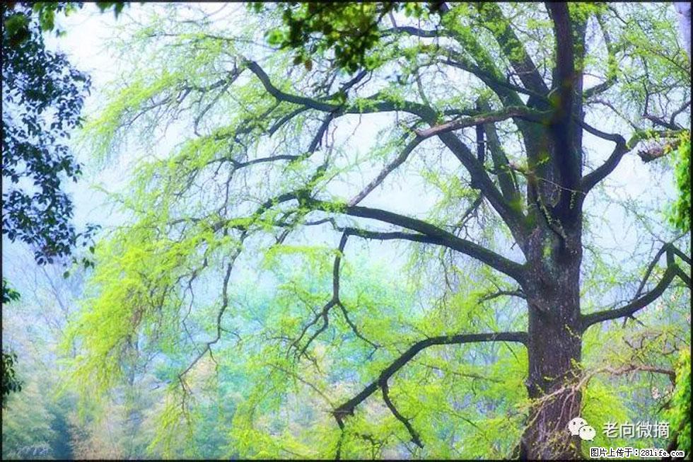 【春天，广西桂林灌阳县向您发出邀请！】在小龙村与春天约会 - 游山玩水 - 哈尔滨生活社区 - 哈尔滨28生活网 hrb.28life.net