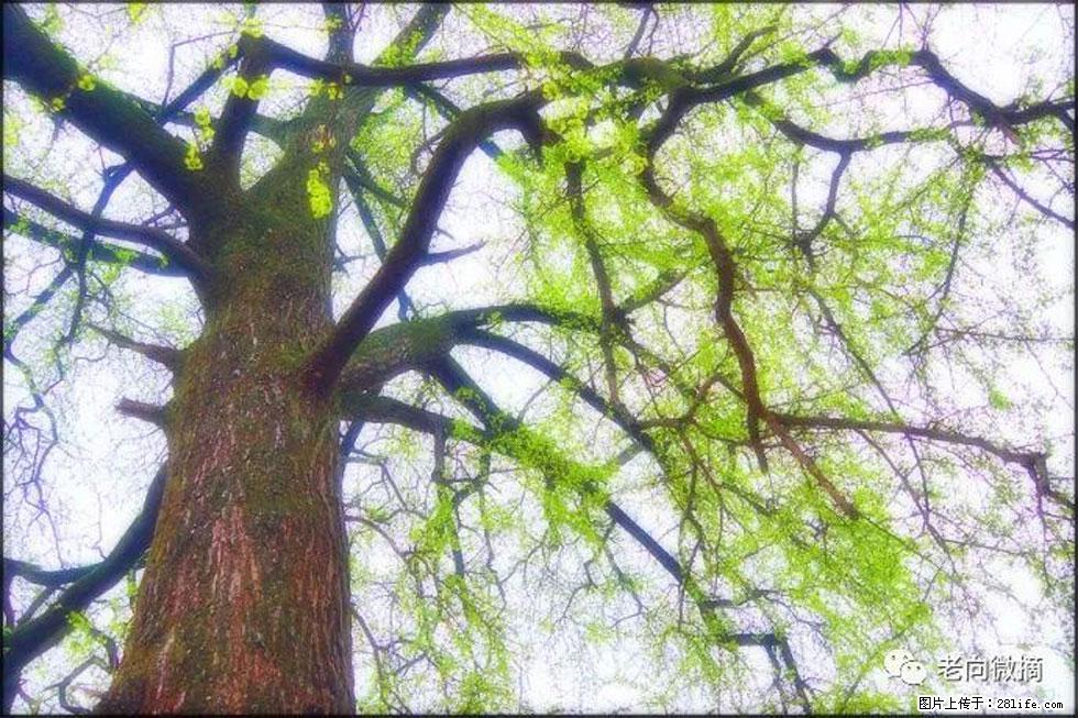 【春天，广西桂林灌阳县向您发出邀请！】在小龙村与春天约会 - 游山玩水 - 哈尔滨生活社区 - 哈尔滨28生活网 hrb.28life.net