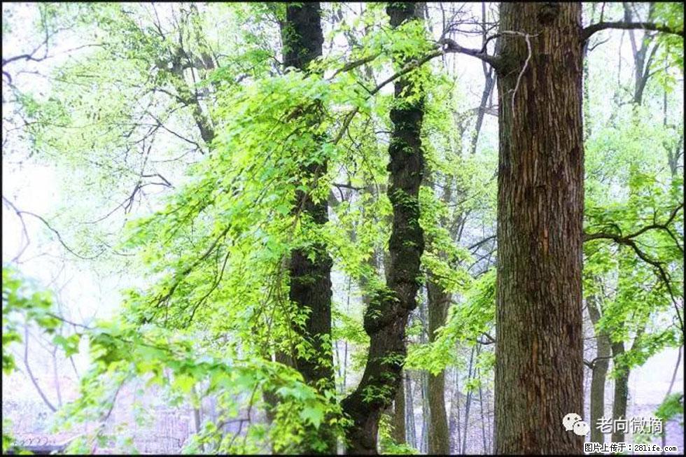 【春天，广西桂林灌阳县向您发出邀请！】在小龙村与春天约会 - 游山玩水 - 哈尔滨生活社区 - 哈尔滨28生活网 hrb.28life.net