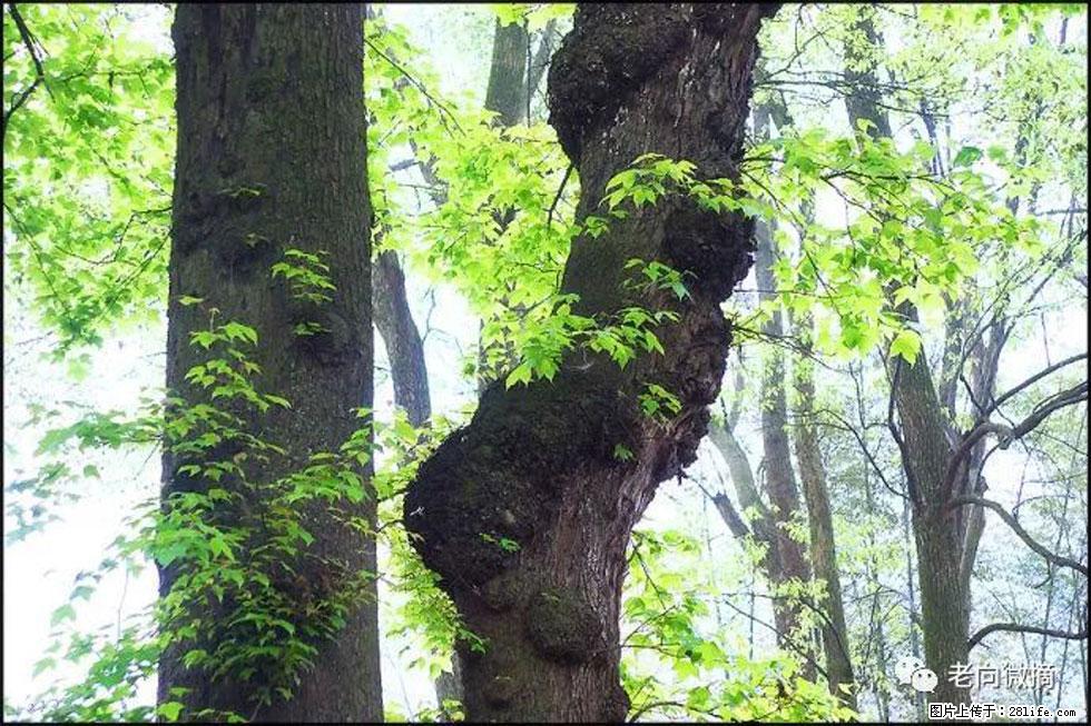 【春天，广西桂林灌阳县向您发出邀请！】在小龙村与春天约会 - 游山玩水 - 哈尔滨生活社区 - 哈尔滨28生活网 hrb.28life.net