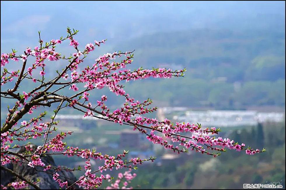【春天,广西桂林灌阳县向您发出邀请!】望月岭上桃花开 - 游山玩水 - 哈尔滨生活社区 - 哈尔滨28生活网 hrb.28life.net