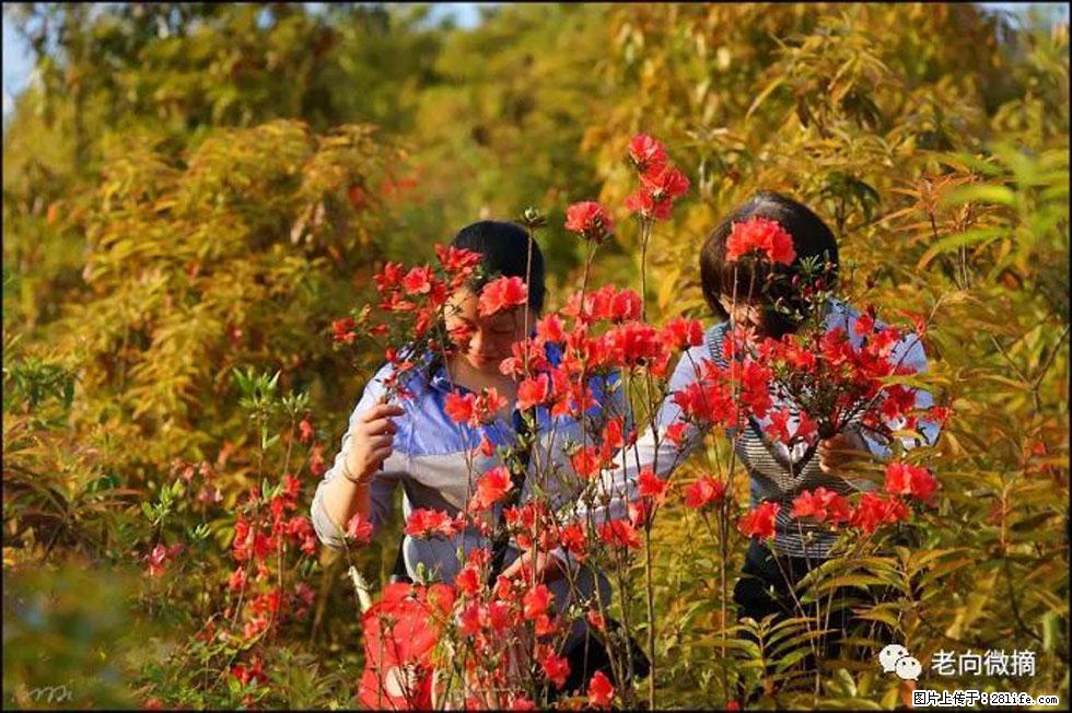 【春天，广西桂林灌阳县向您发出邀请！】登麒麟山，相约映山红 - 游山玩水 - 哈尔滨生活社区 - 哈尔滨28生活网 hrb.28life.net