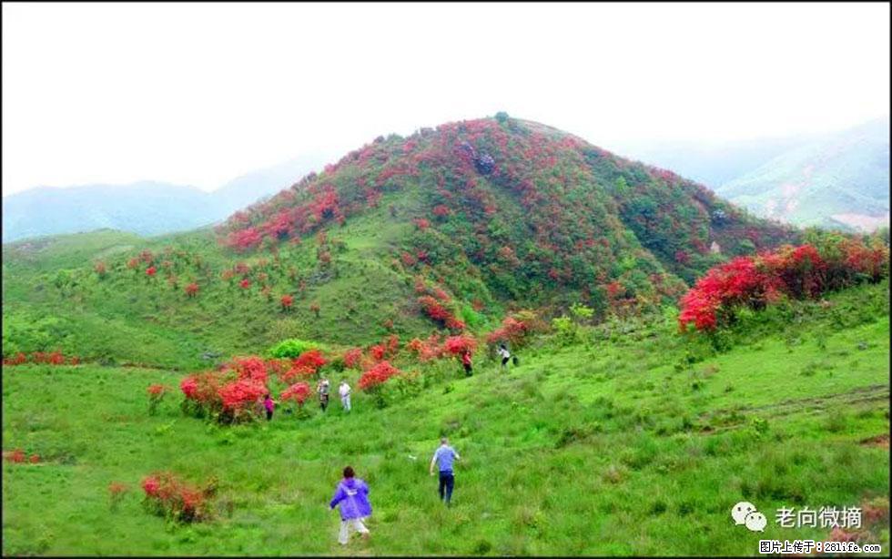 【春天，广西桂林灌阳县向您发出邀请！】宝盖山上映山红 - 游山玩水 - 哈尔滨生活社区 - 哈尔滨28生活网 hrb.28life.net