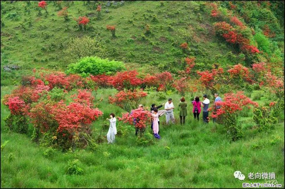 【春天，广西桂林灌阳县向您发出邀请！】宝盖山上映山红 - 游山玩水 - 哈尔滨生活社区 - 哈尔滨28生活网 hrb.28life.net