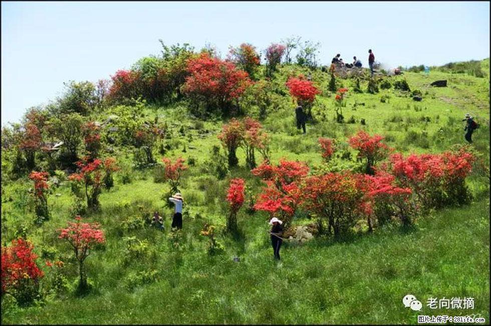 【春天，广西桂林灌阳县向您发出邀请！】宝盖山上映山红 - 游山玩水 - 哈尔滨生活社区 - 哈尔滨28生活网 hrb.28life.net