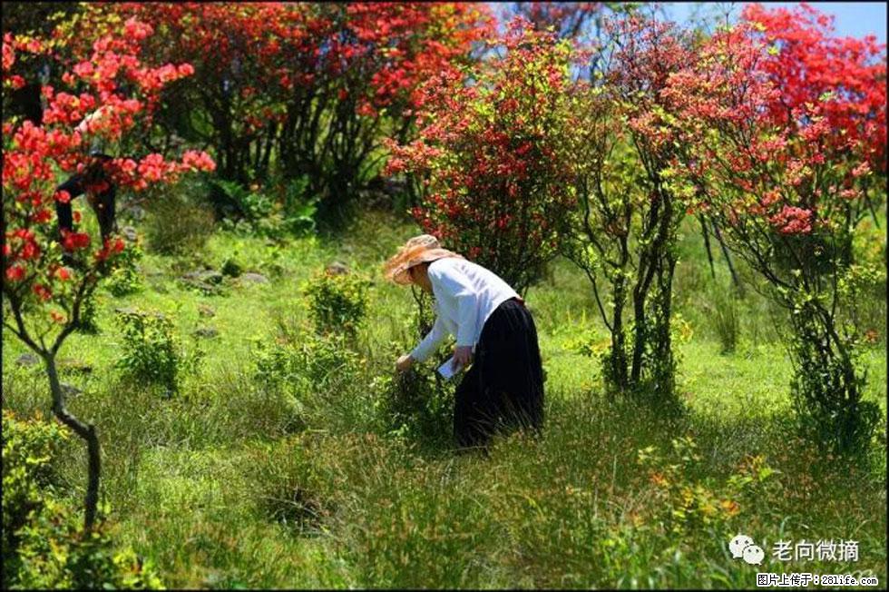 【春天，广西桂林灌阳县向您发出邀请！】宝盖山上映山红 - 游山玩水 - 哈尔滨生活社区 - 哈尔滨28生活网 hrb.28life.net