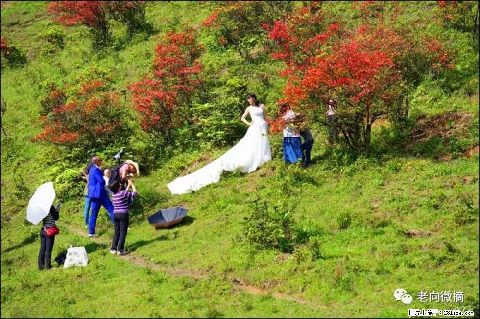 【春天，广西桂林灌阳县向您发出邀请！】宝盖山上映山红 - 游山玩水 - 哈尔滨生活社区 - 哈尔滨28生活网 hrb.28life.net