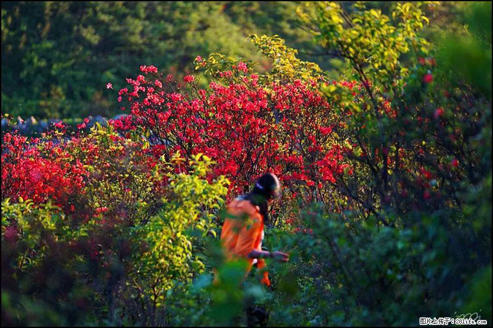【春天，广西桂林灌阳县向您发出邀请！】春木界上映山红 - 游山玩水 - 哈尔滨生活社区 - 哈尔滨28生活网 hrb.28life.net