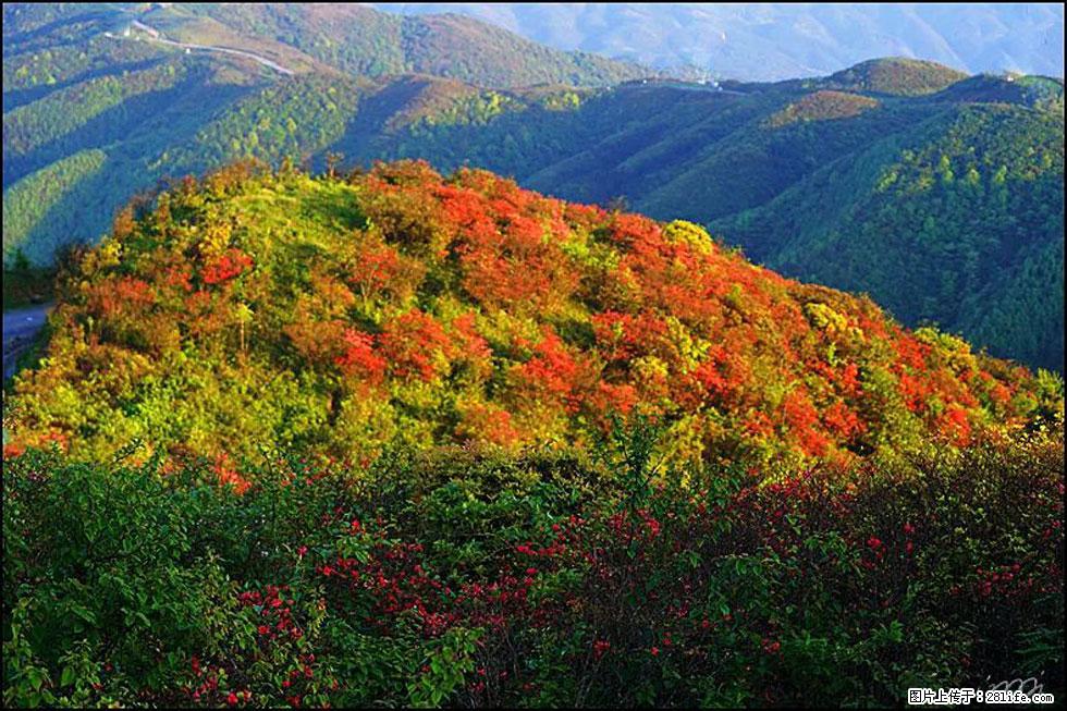 【春天，广西桂林灌阳县向您发出邀请！】春木界上映山红 - 游山玩水 - 哈尔滨生活社区 - 哈尔滨28生活网 hrb.28life.net