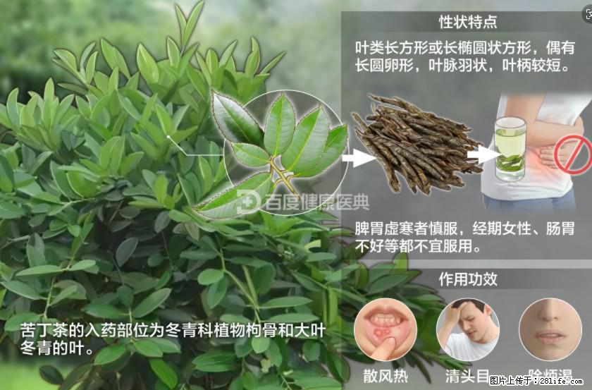 苦丁茶有哪些功效和作用 - 生活百科 - 哈尔滨生活社区 - 哈尔滨28生活网 hrb.28life.net