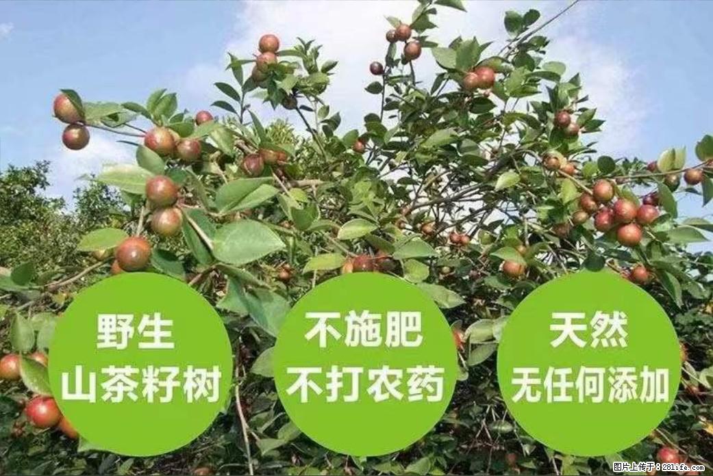【灌阳县油茶产业示范区】一个有着充实的精神生活的人，对待身外之物自会有一种淡泊的态度 - 美食天地 - 哈尔滨生活社区 - 哈尔滨28生活网 hrb.28life.net