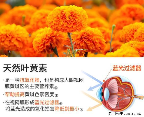 叶黄素有什么功效和作用 - 生活百科 - 哈尔滨生活社区 - 哈尔滨28生活网 hrb.28life.net