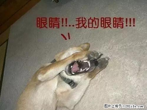 笑癫了！一女的怀孕三年未生，他终于忍不住了... - 娱乐八卦 - 哈尔滨生活社区 - 哈尔滨28生活网 hrb.28life.net