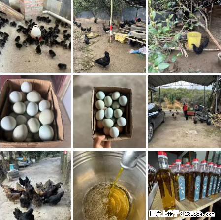 油茶园从小鸡仔开始养起的纯土鸡、土鸡蛋可以预定啦！还有前几天刚榨的纯山茶油哦 - 土特产 - 饮食特产 - 哈尔滨分类信息 - 哈尔滨28生活网 hrb.28life.net