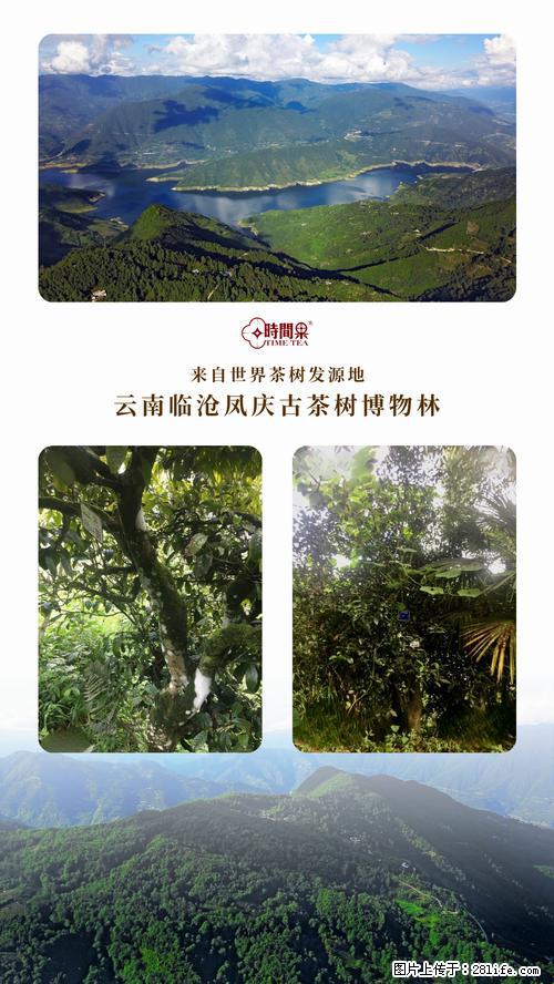 时间果百年古树2025年春红茶 - 购物交流 - 哈尔滨生活社区 - 哈尔滨28生活网 hrb.28life.net