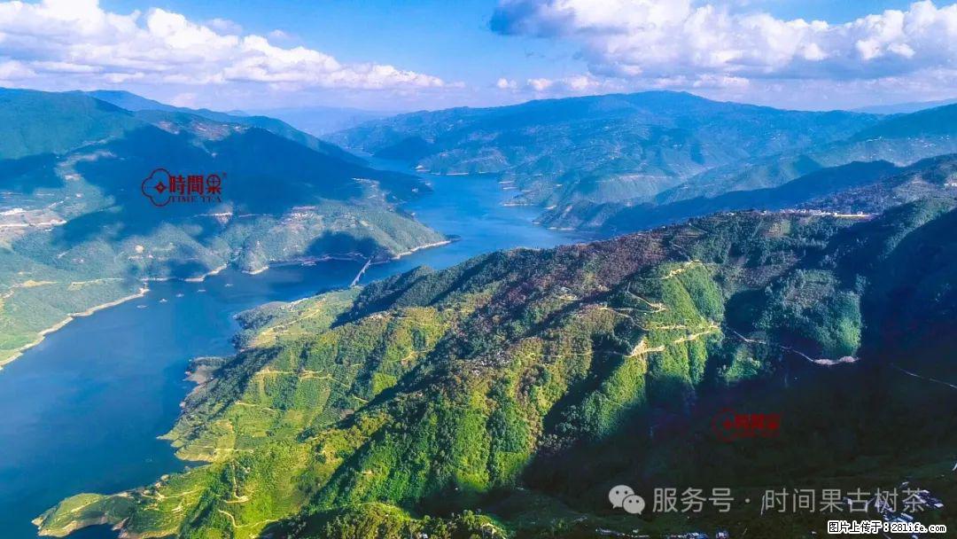 时间果百年古树龙珠普洱生茶 - 购物交流 - 哈尔滨生活社区 - 哈尔滨28生活网 hrb.28life.net