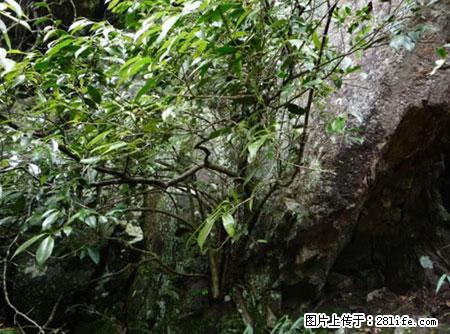 平乐石崖茶，珍贵仅次于金花茶 - 哈尔滨生活资讯 - 哈尔滨28生活网 hrb.28life.net