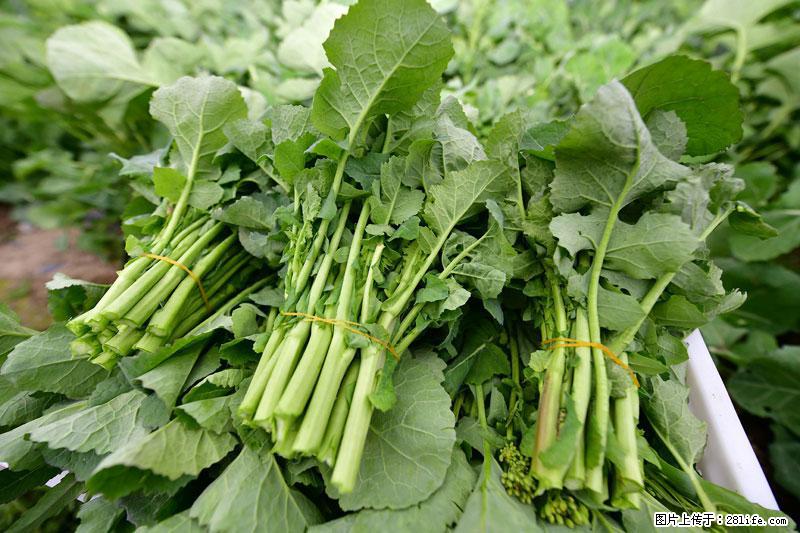 这些蔬菜是“天然钙片”，这6种被医生重点推荐 - 哈尔滨生活资讯 - 哈尔滨28生活网 hrb.28life.net